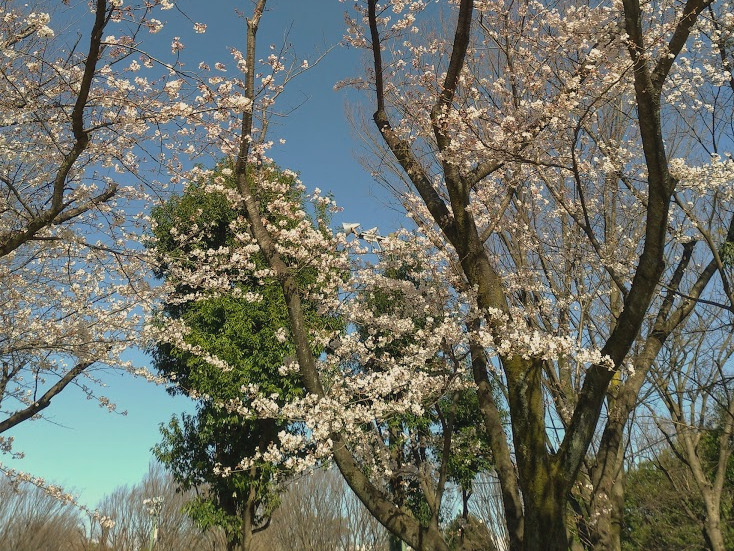 Aobadai Park